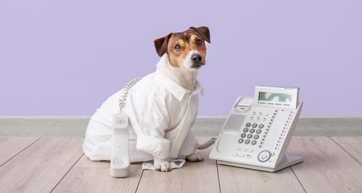 Business dog with telephone near color wall